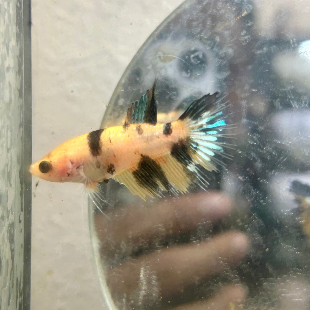 Betta Femalw Crowntail Koi Tiger 075