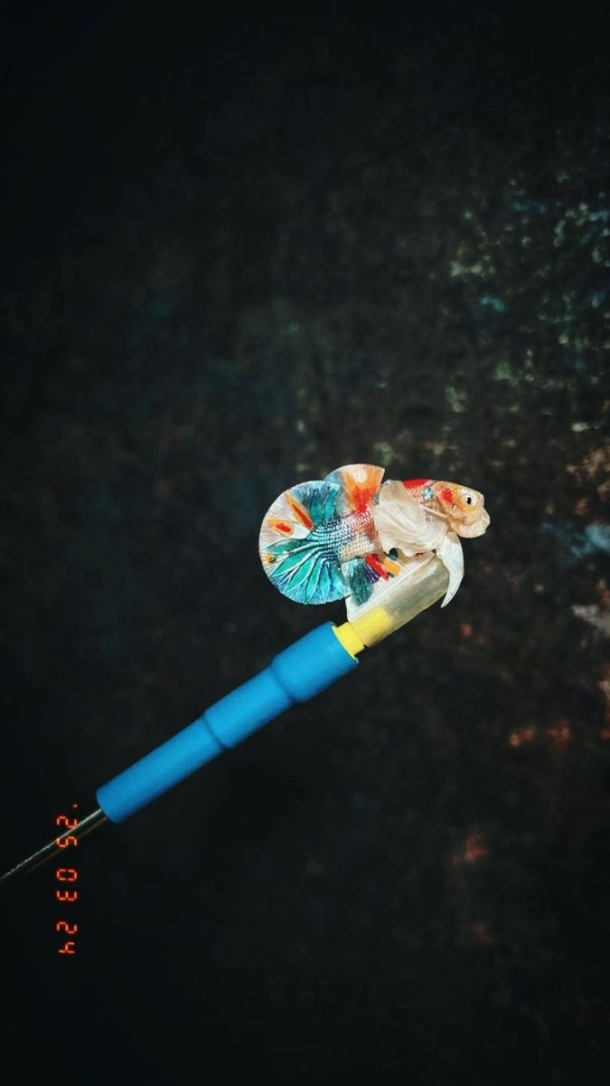 Betta Fish Flare Stick | Hand-Painted 3D Printed Betta Exercise Toy | Aquarium Enrichment for Betta Fish Care & Health