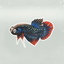 Betta Fish Stickers