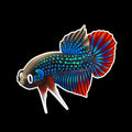 Betta Fish Stickers