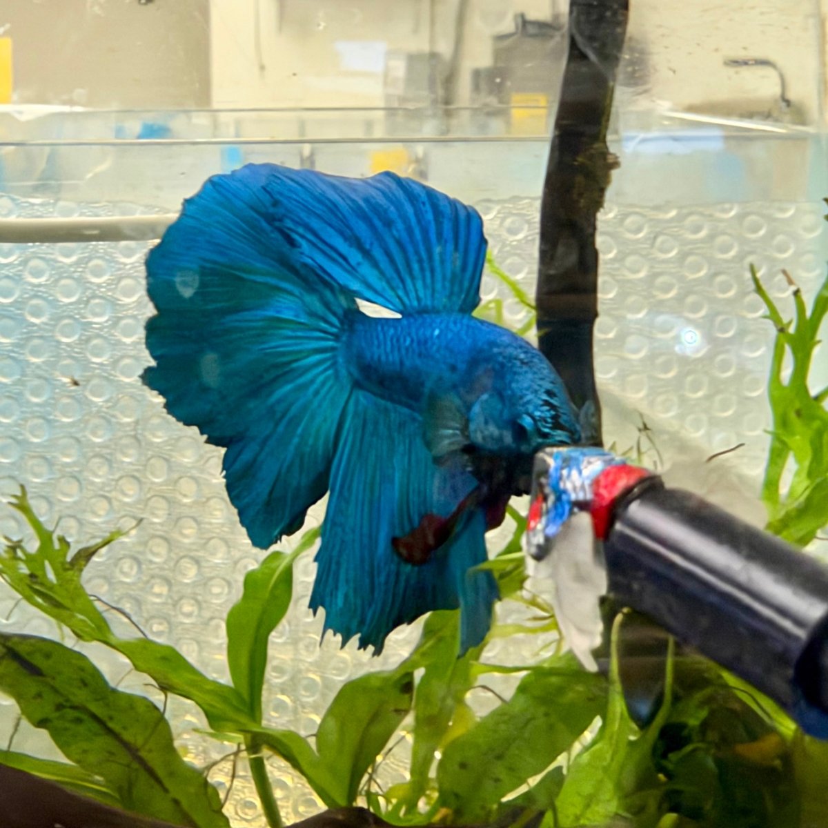 Betta Flare Stick