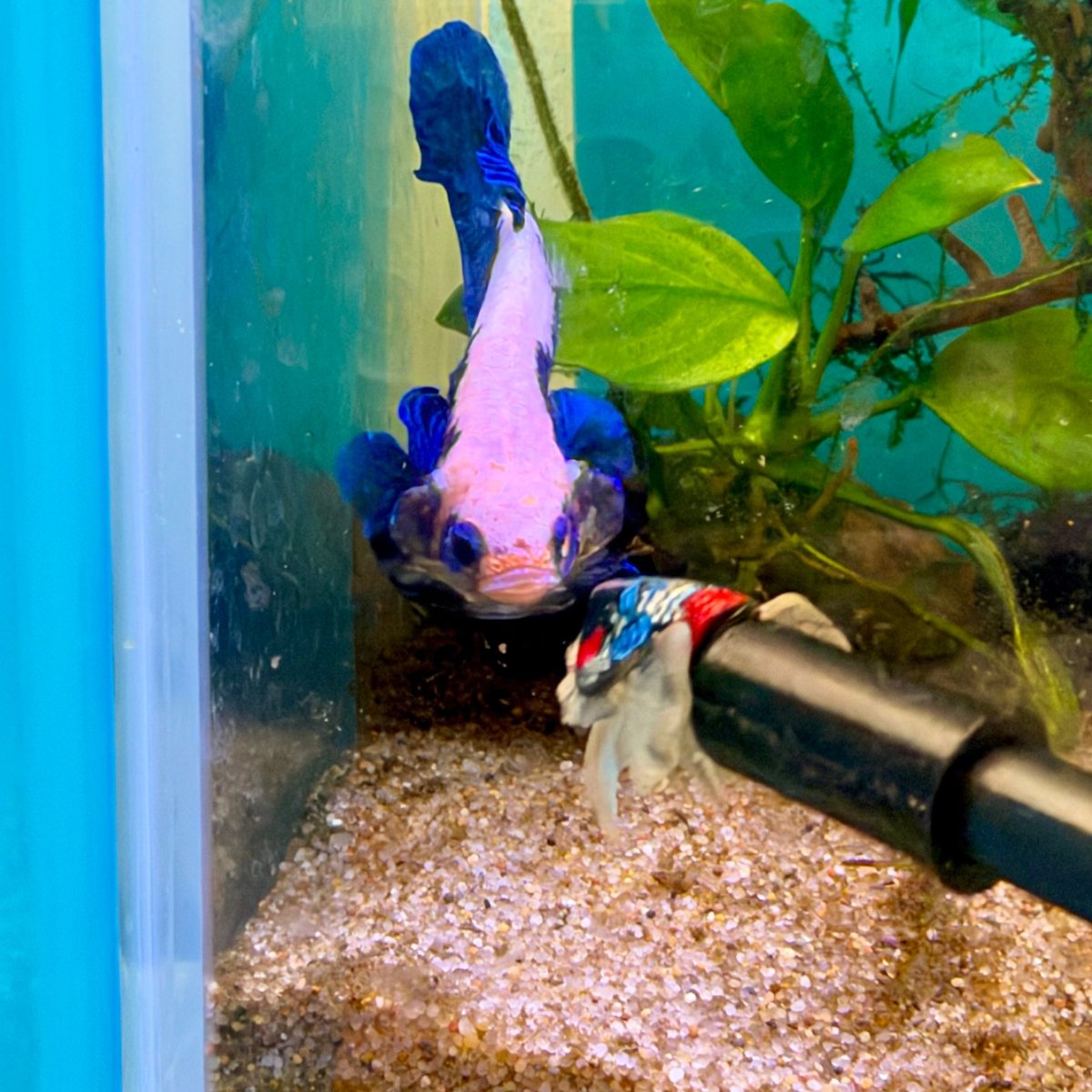 Betta Flare Stick
