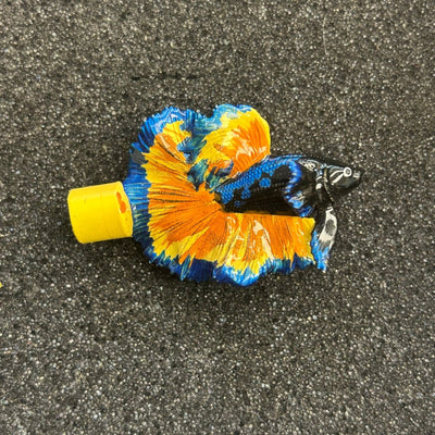 Betta Halfmoon Flare Stick - Hand Painting Shrink Plastic