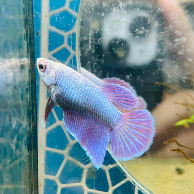 Betta Halfmoon Purple Pink