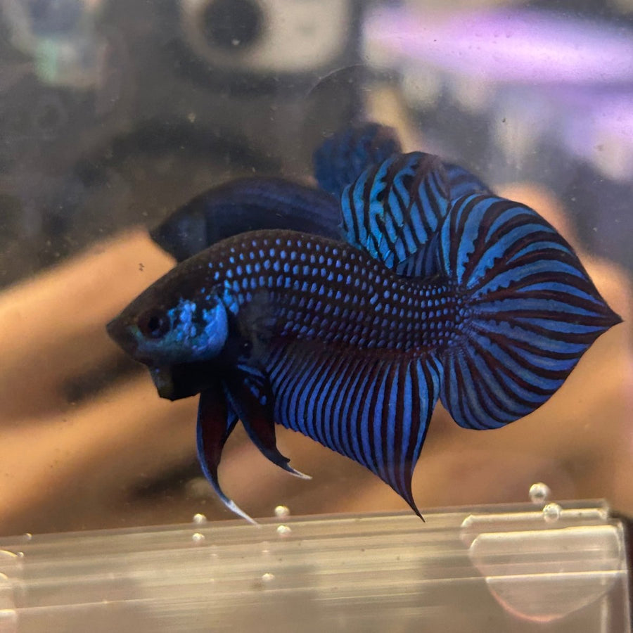 Betta Mahachai Blue Spade Tail Male 161 Male betta