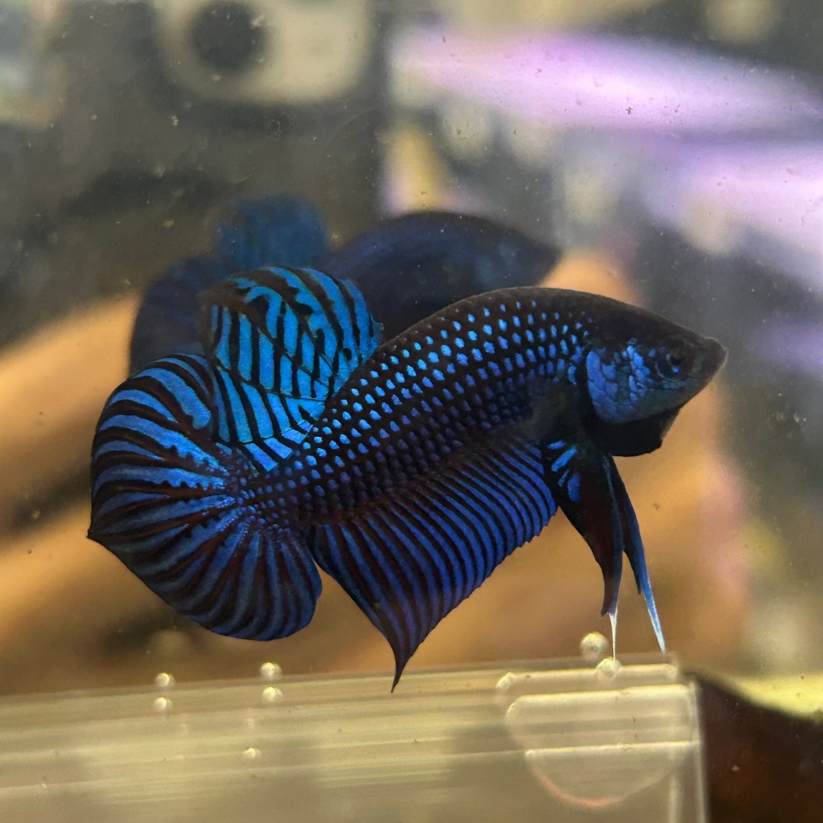 Betta Mahachai Blue Spade Tail Male 161 Male betta