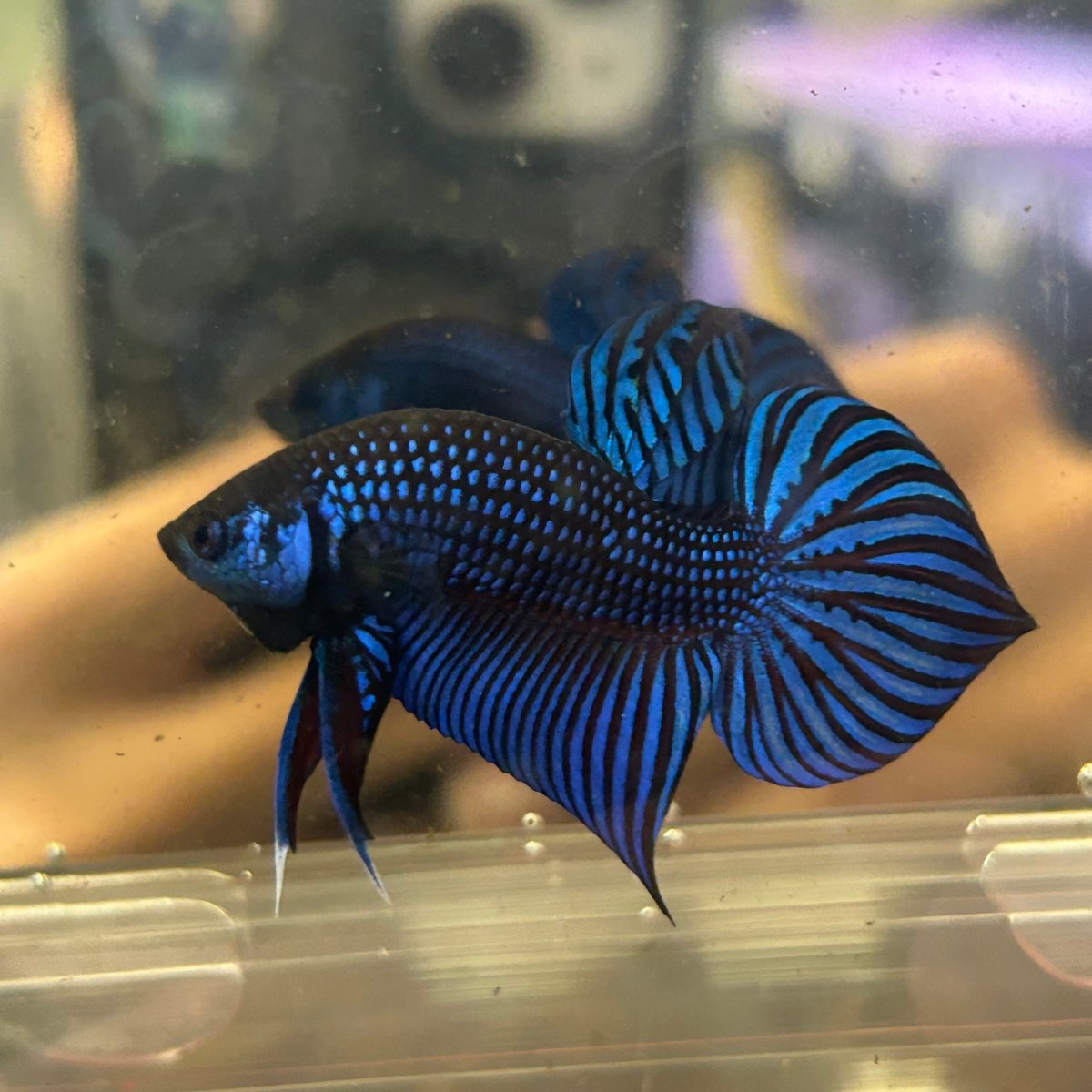 Betta Mahachai Blue Spade Tail Male 161 Male betta