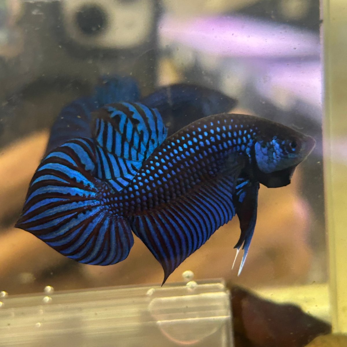 Betta Mahachai Blue Spade Tail Male 161 Male betta