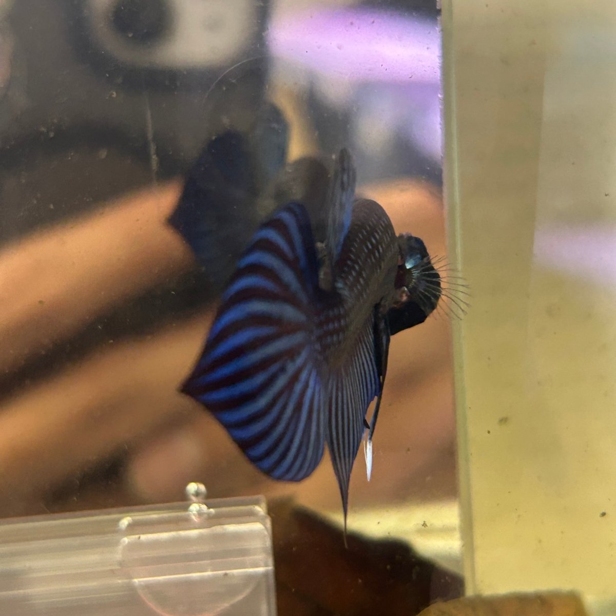 Betta Mahachai Blue Spade Tail Male 161 Male betta
