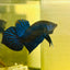 Betta Mahachai Blue Spade Tail Male 161 Male betta