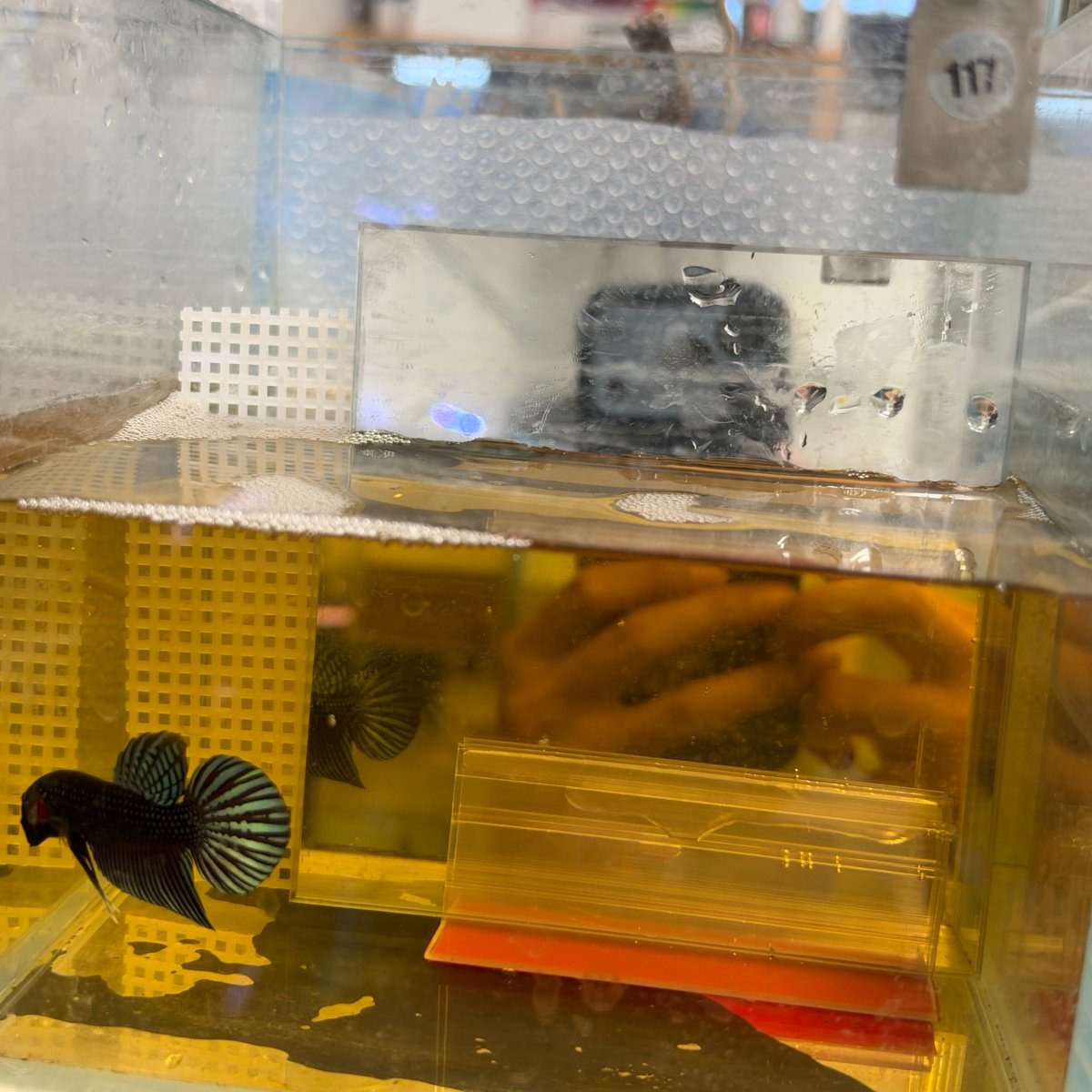 Betta Mahachai Cola de Espada Gris Macho #MA18