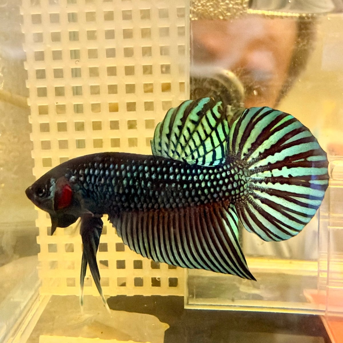 Betta Mahachai Cola de Espada Gris Macho #MA18