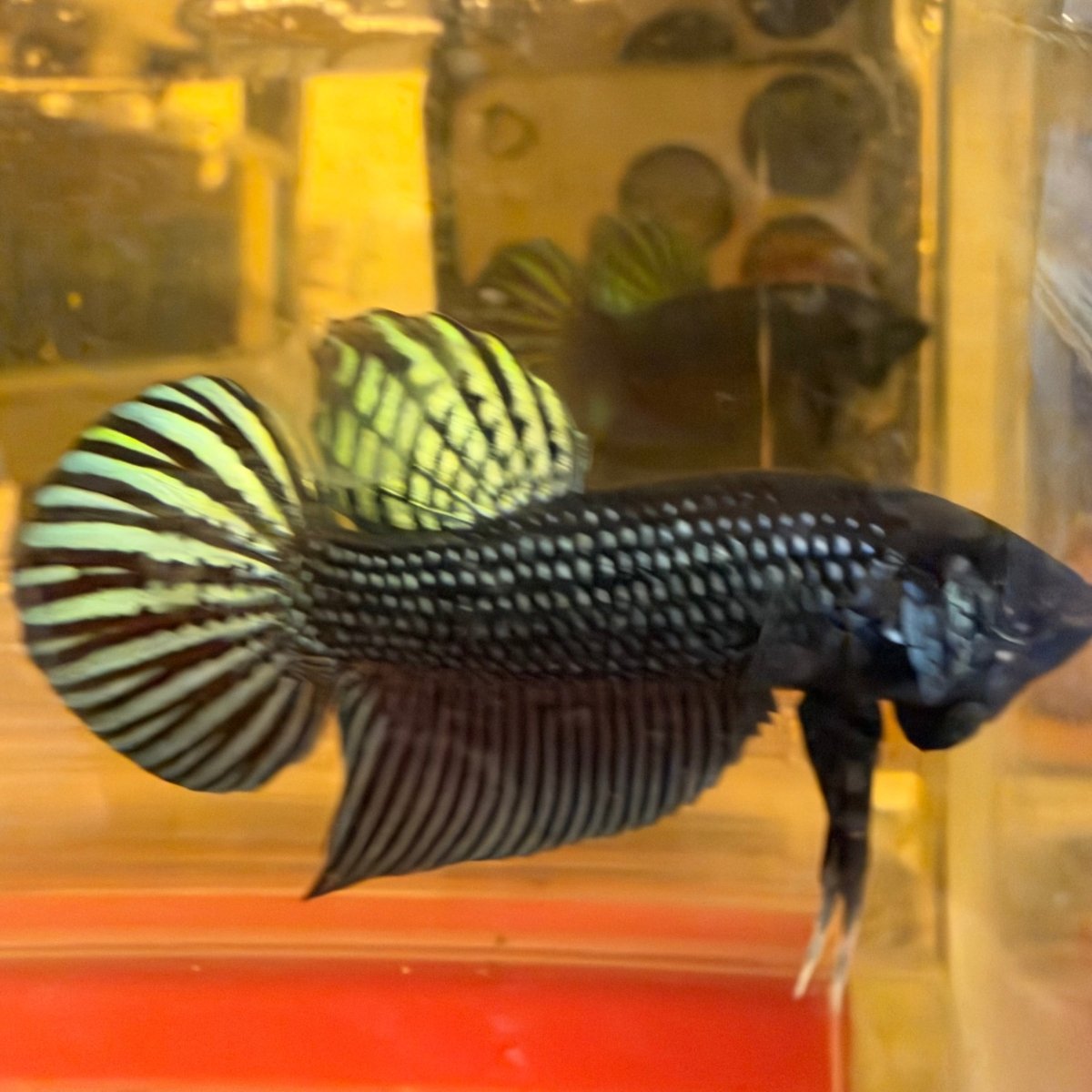 Betta Mahachai Cola de Espada Gris Macho #MA18