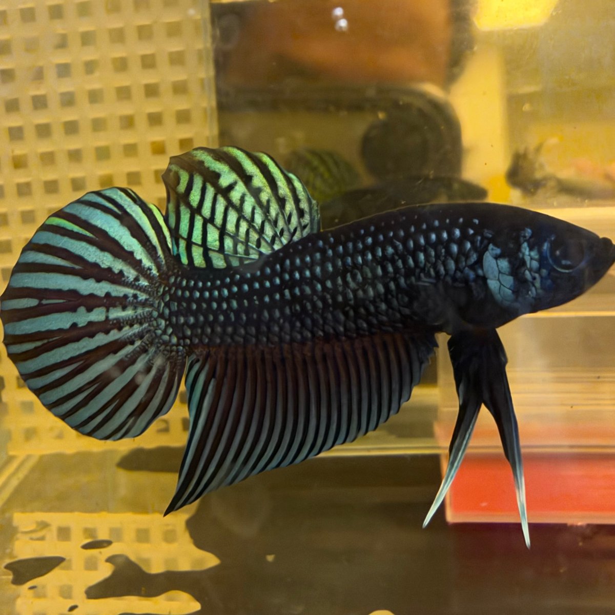 Betta Mahachai Cola de Espada Gris Macho #MA18