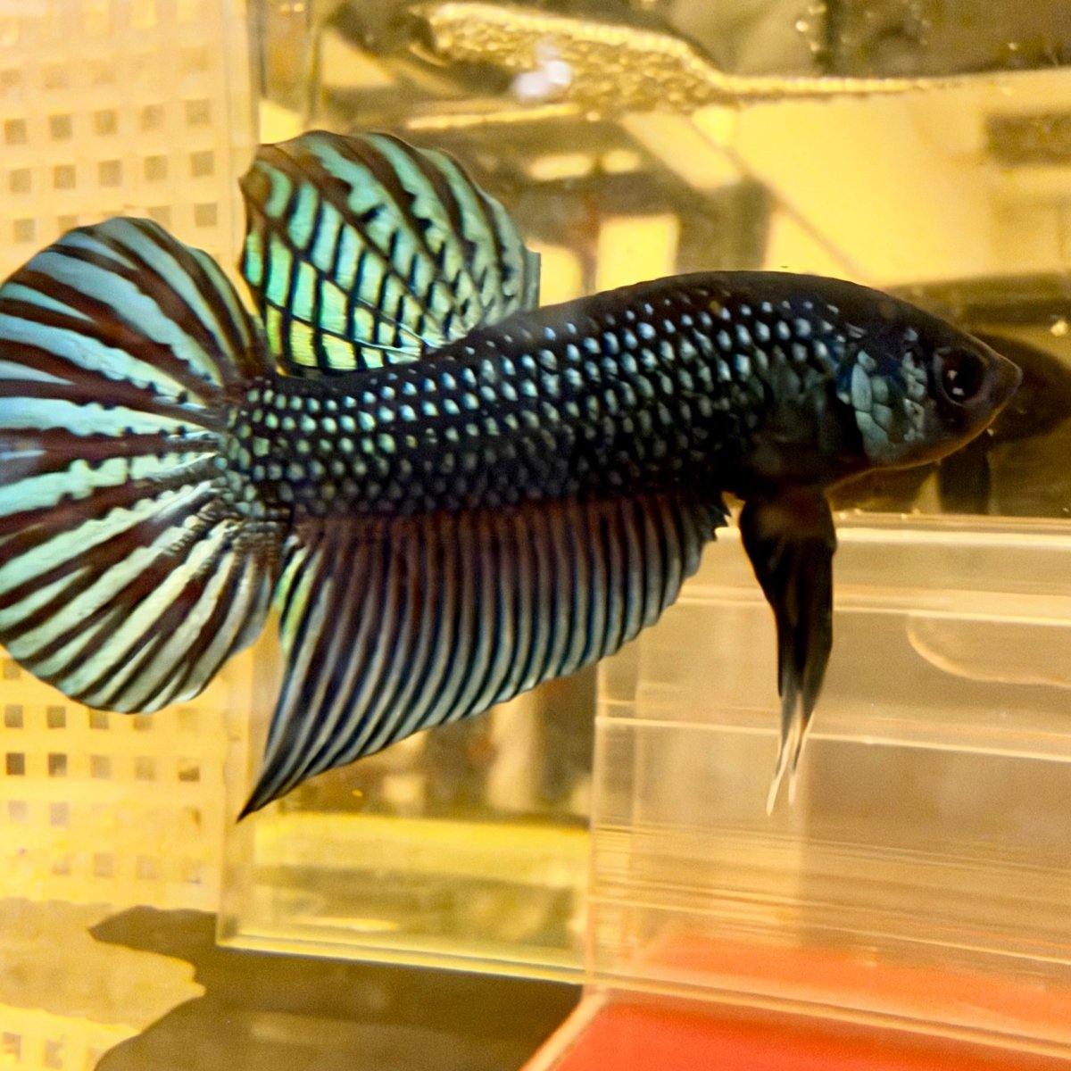 Betta Mahachai Cola de Espada Gris Macho #MA18