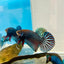 Betta Mahachai Grey Spade Tail Male MA18 Male betta