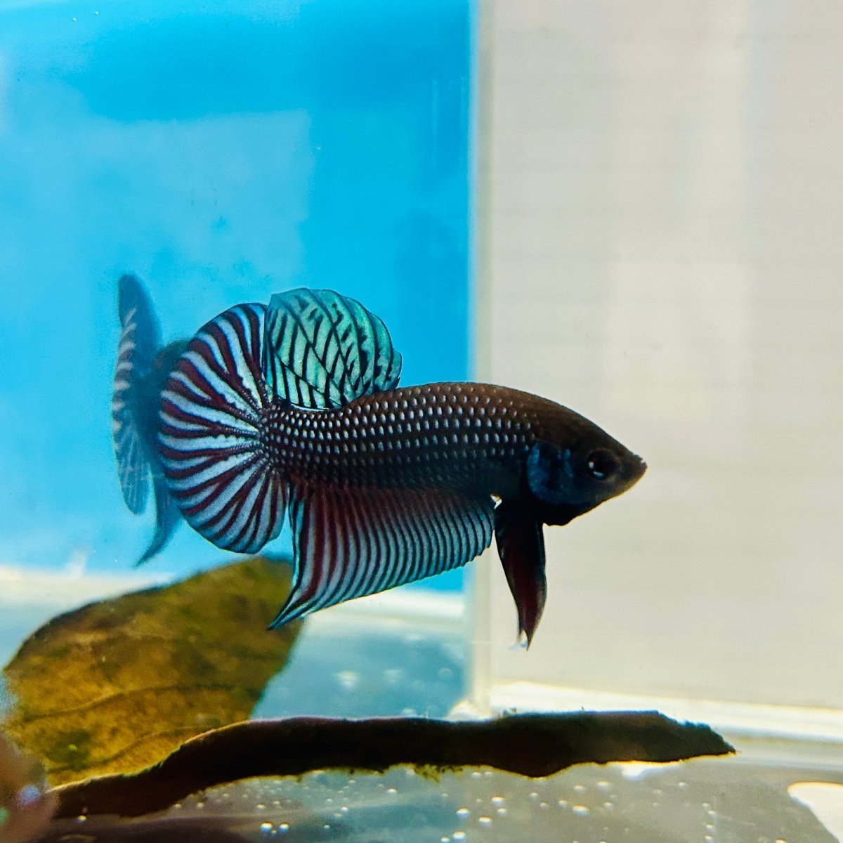 Betta Mahachai Grey Spade Tail Male MA18 Male betta