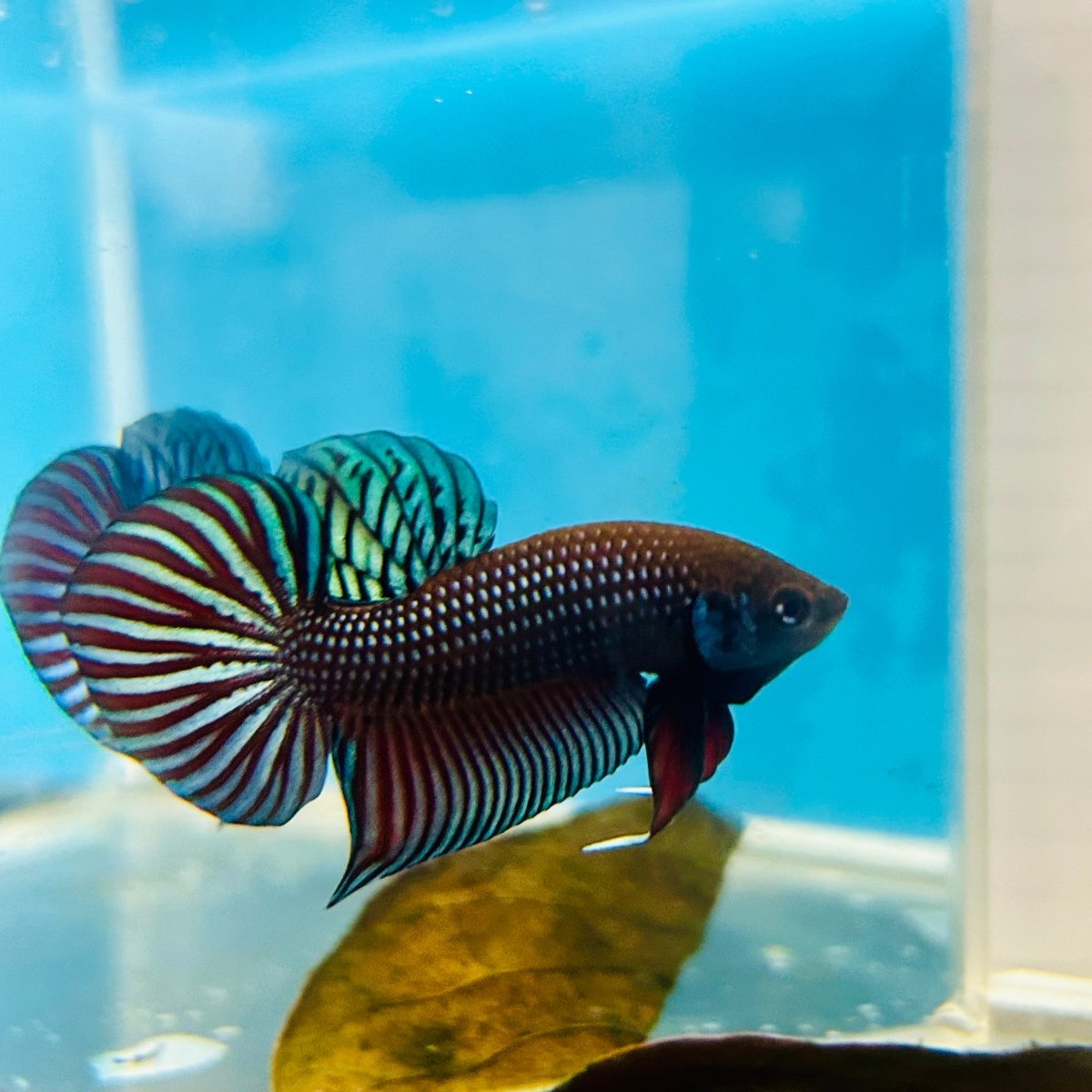 Betta Mahachai Grey Spade Tail Male MA18 Male betta