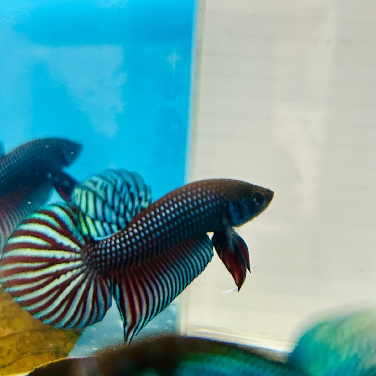Betta Mahachai Grey Spade Tail Male MA18 Male betta