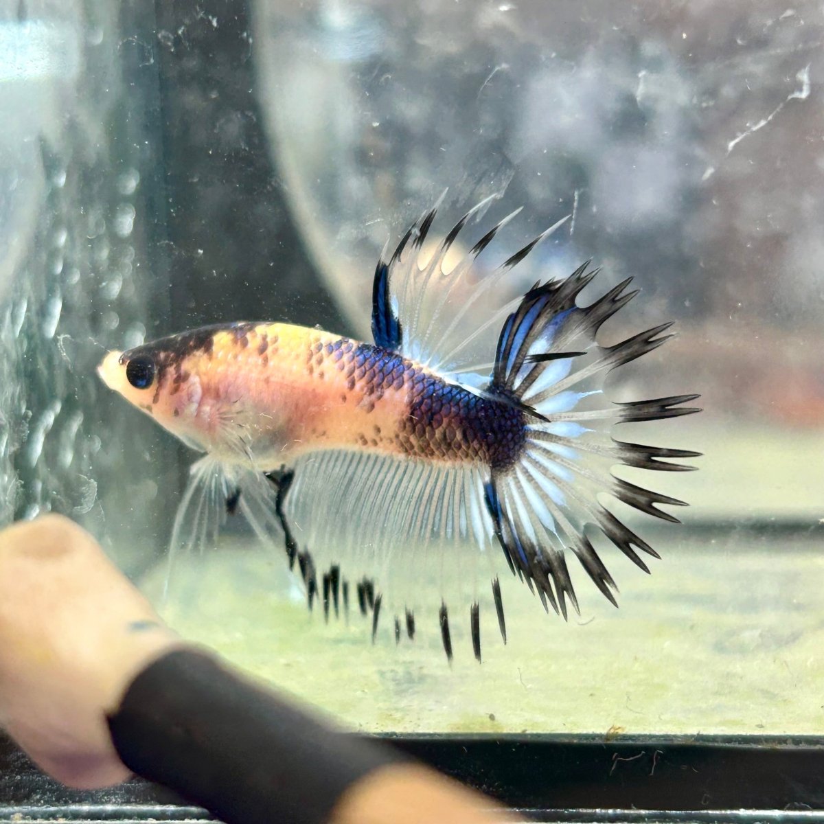Betta Male Crowntail AOC 089