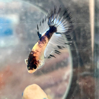 Betta Male Crowntail AOC 089