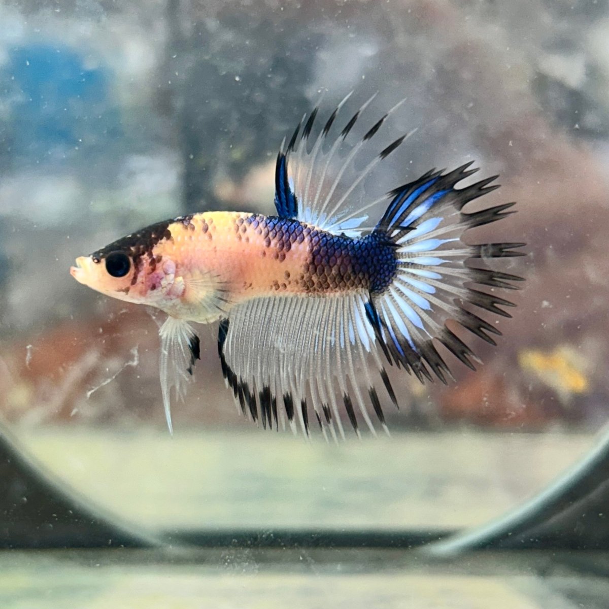 Betta Male Crowntail AOC 089