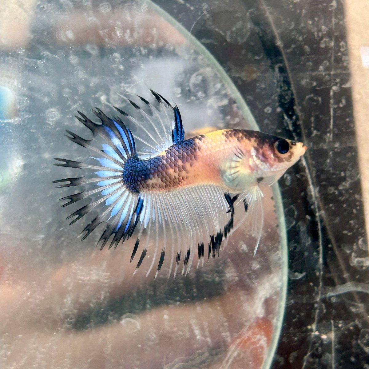 Betta Male Crowntail AOC 089
