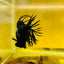 Betta Male Crowntail Black Orchid 132 Male betta