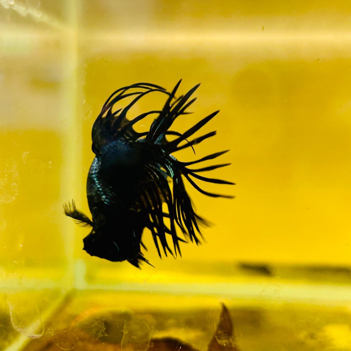 Betta Male Crowntail Black Orchid 132 Male betta