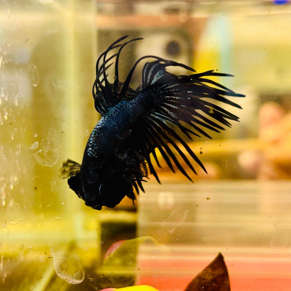 Betta Male Crowntail Black Orchid 132 Male betta