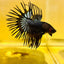 Betta Male Crowntail Black Orchid 132 Male betta