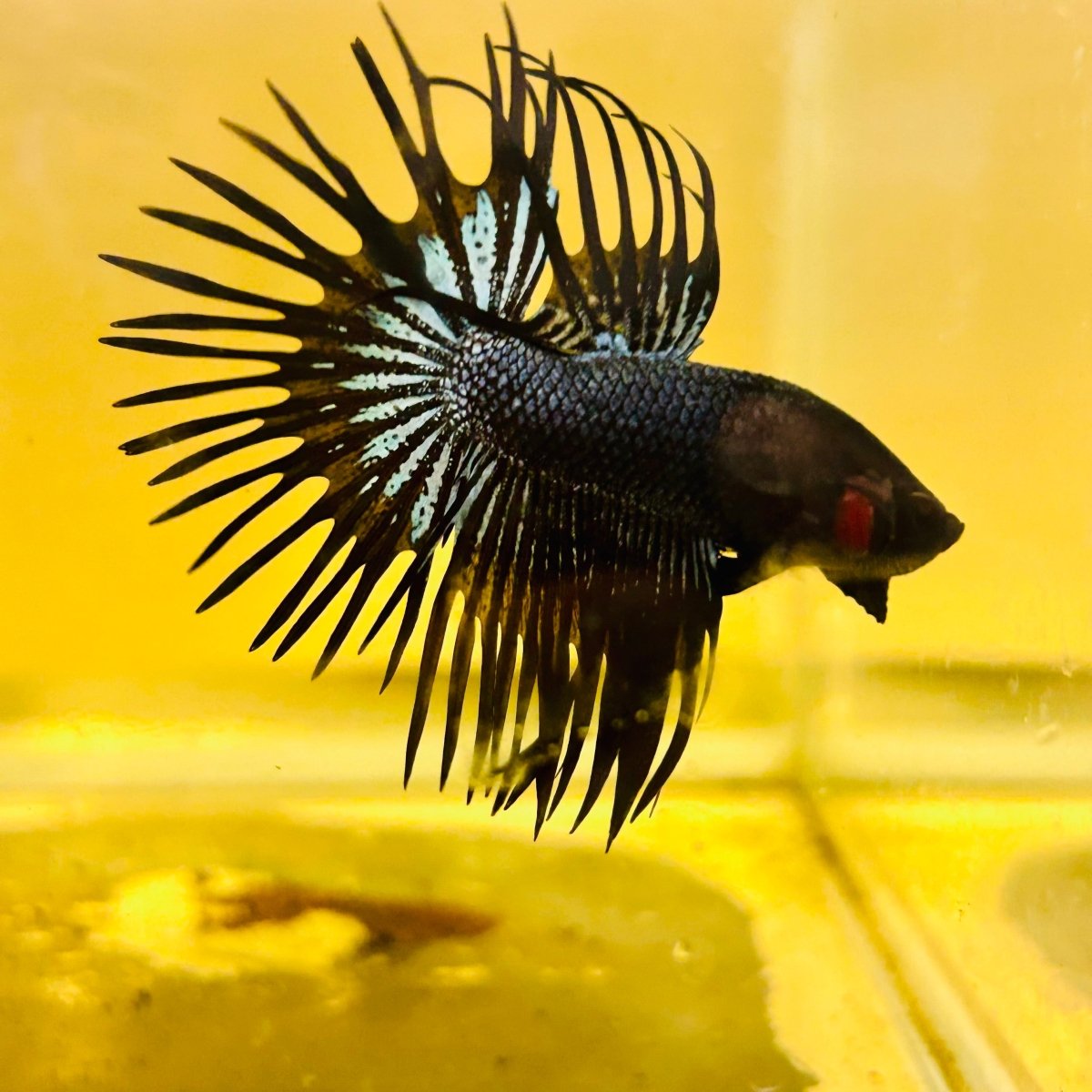 Betta Male Crowntail Black Orchid 132 Male betta