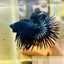 Betta Male Crowntail Black Orchid 132 Male betta
