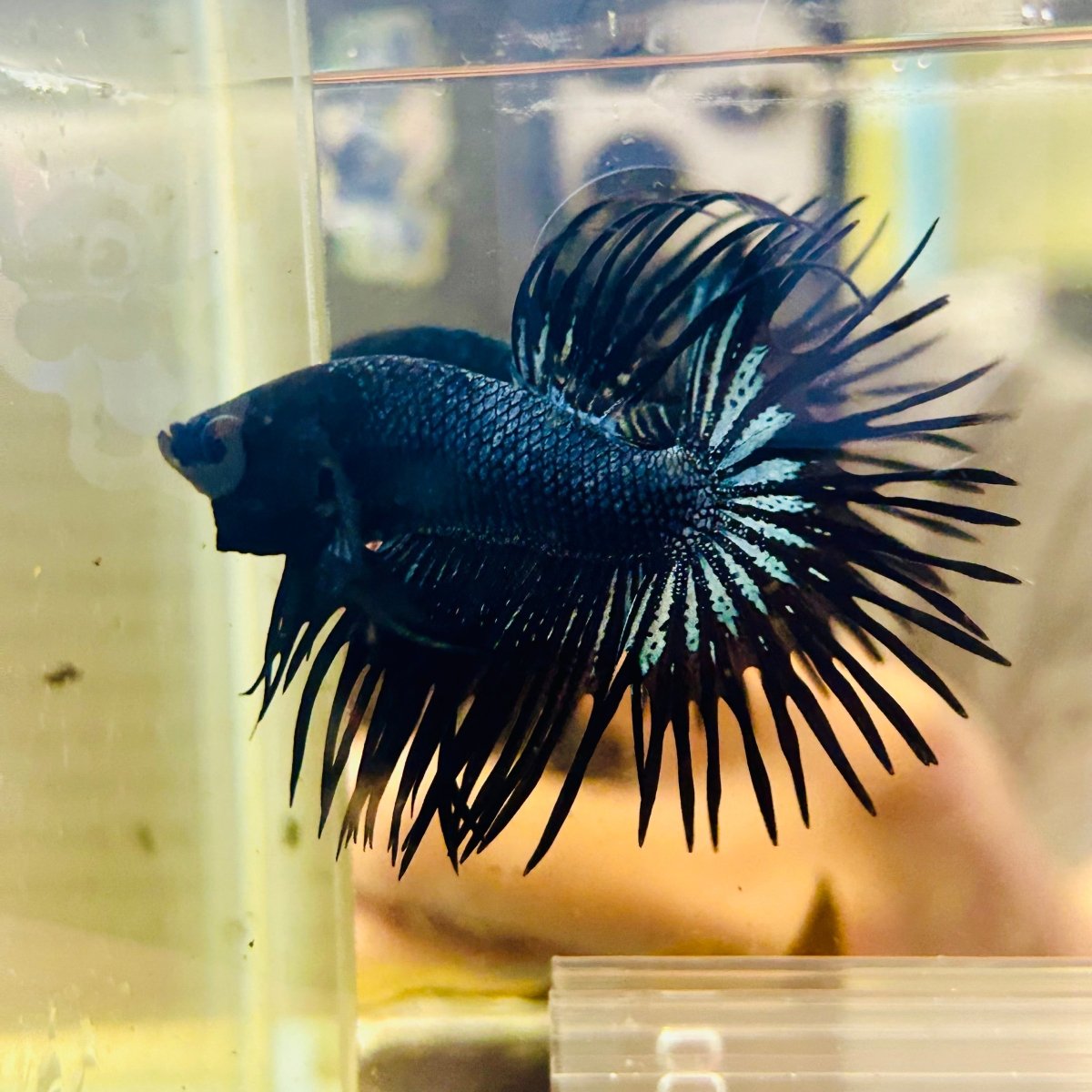 Betta Male Crowntail Black Orchid 132 Male betta