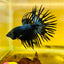 Betta Male Crowntail Black Orchid 132 Male betta