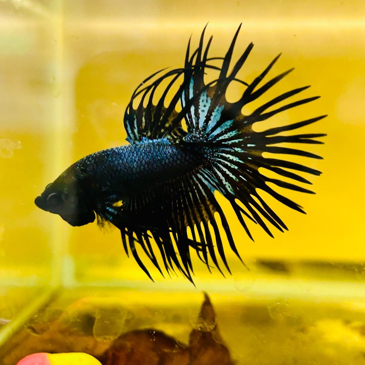 Betta Male Crowntail Black Orchid 132 Male betta