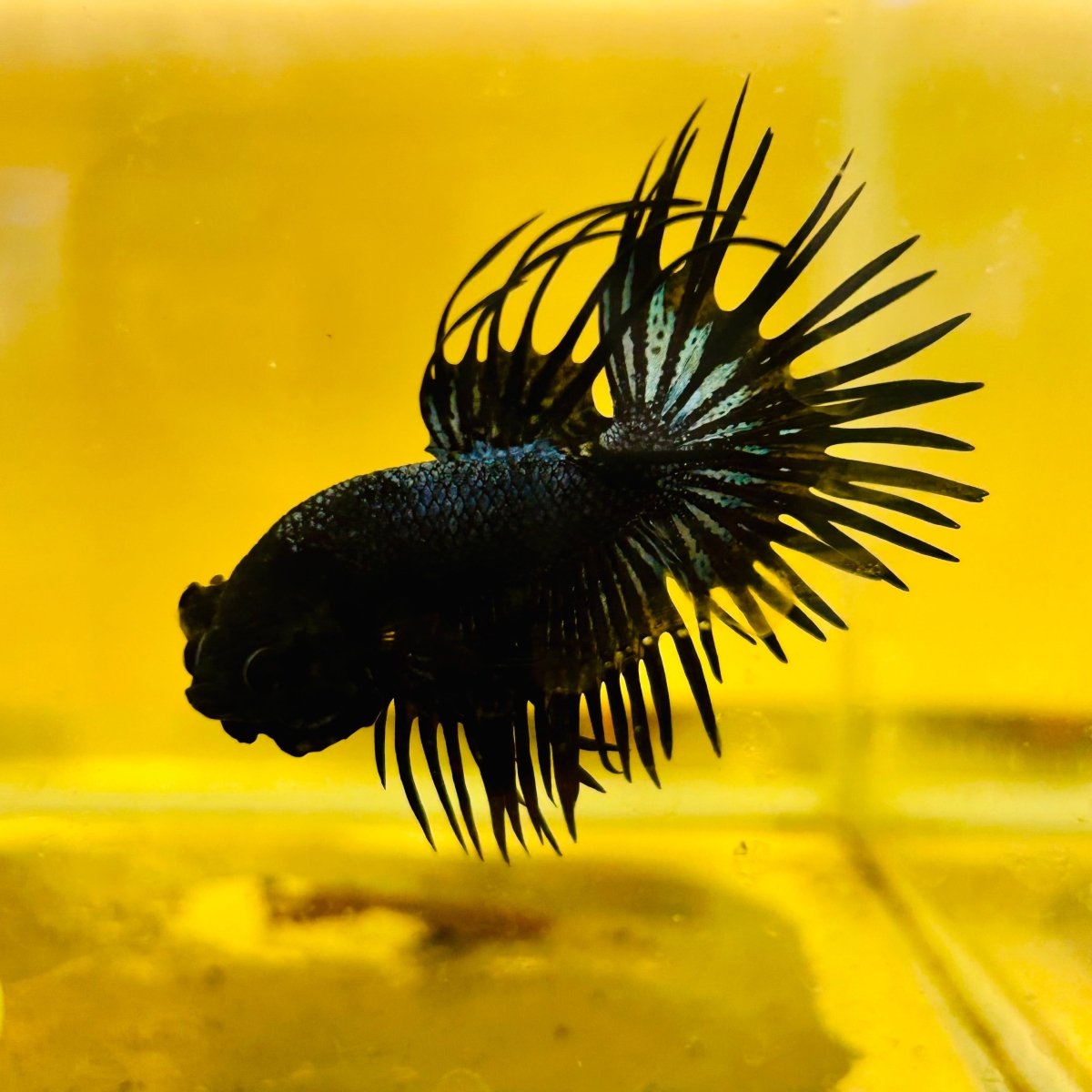 Betta Male Crowntail Black Orchid 132 Male betta
