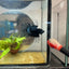 Betta Male Crowntail Black Orchid 193