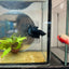 Betta Male Crowntail Black Orchid 193