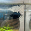 Betta Male Crowntail Black Orchid 193