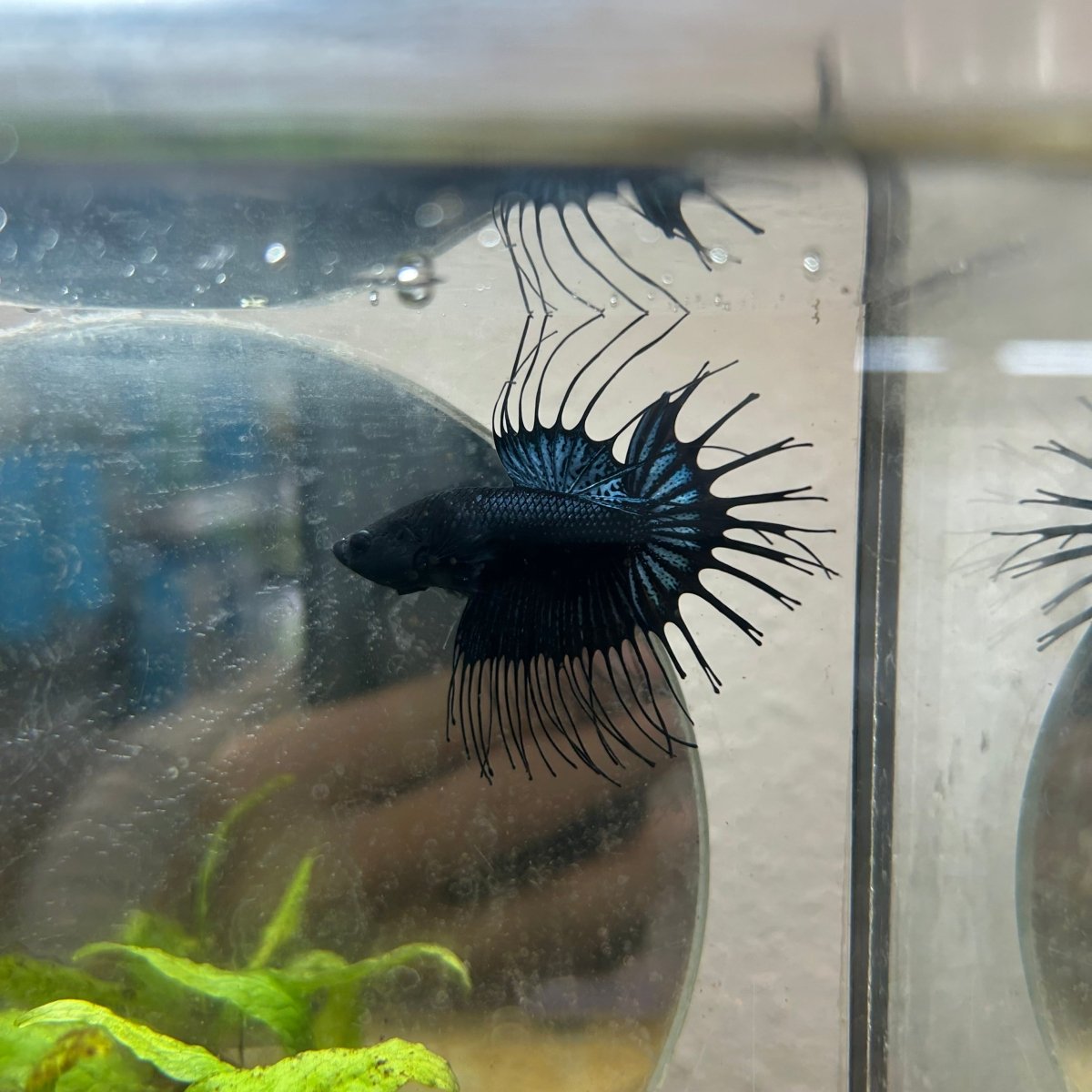 Betta Male Crowntail Black Orchid 193