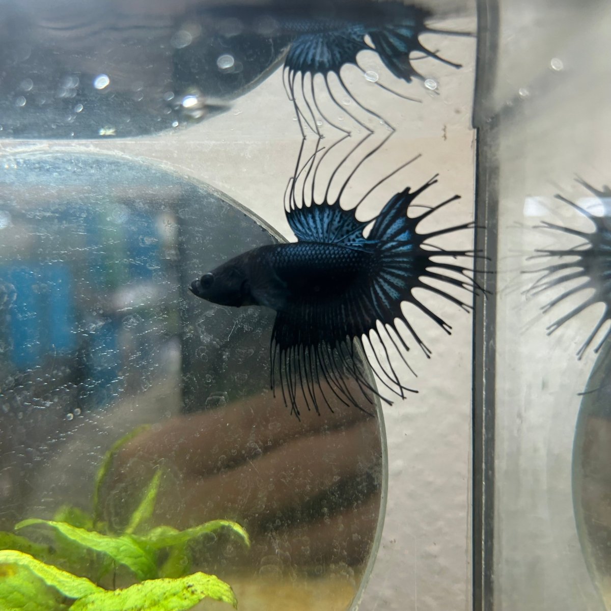 Betta Male Crowntail Black Orchid 193