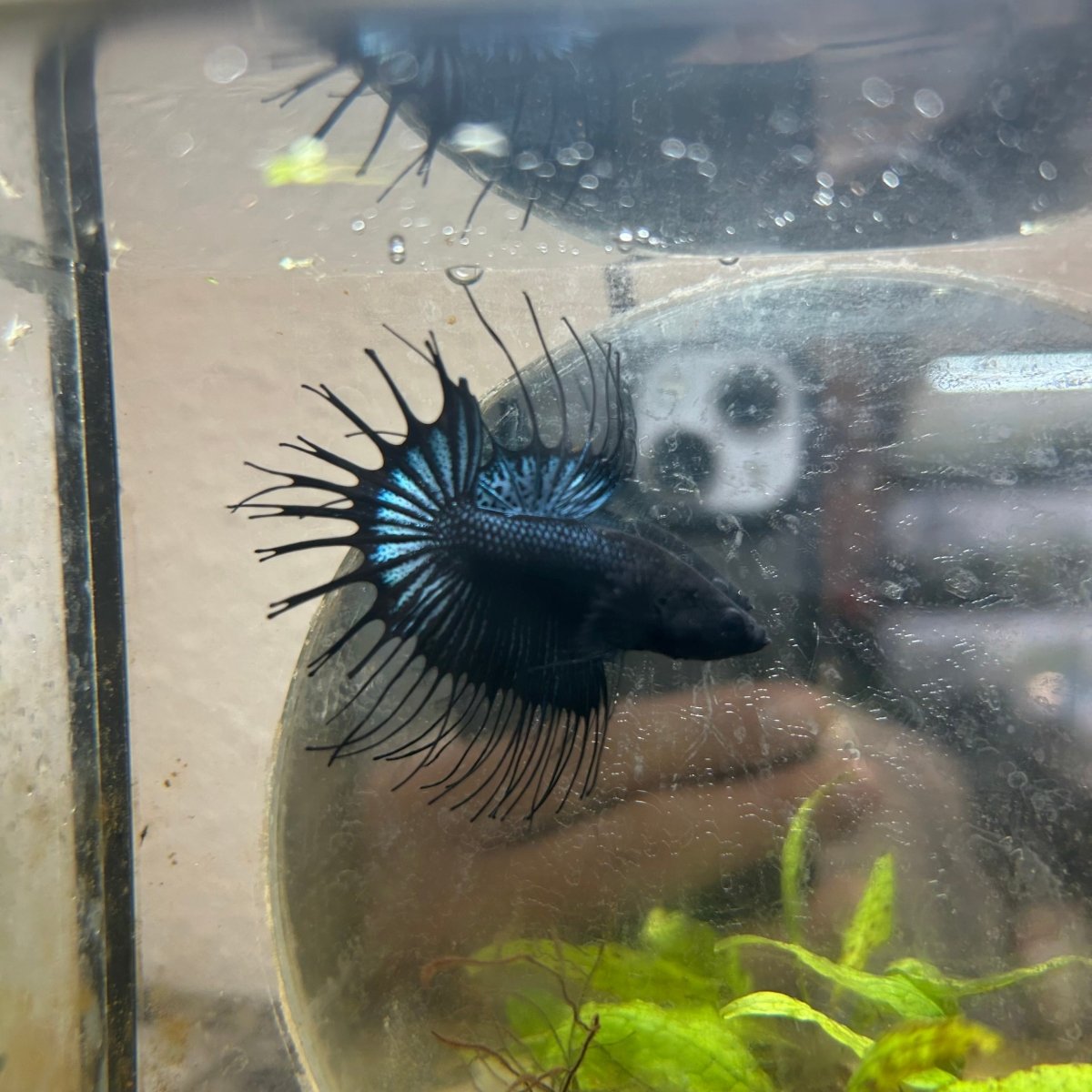 Betta Male Crowntail Black Orchid 193