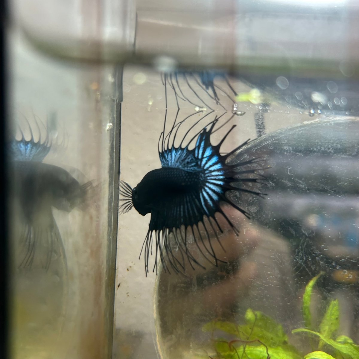 Betta Male Crowntail Black Orchid 193