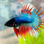Betta Male Crowntail Blue Mascot 029