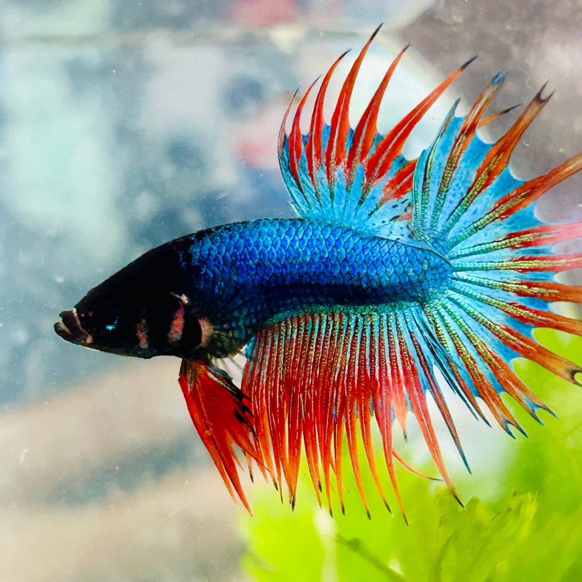 Betta Male Crowntail Blue Mascot 029