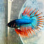 Betta Male Crowntail Blue Mascot 029