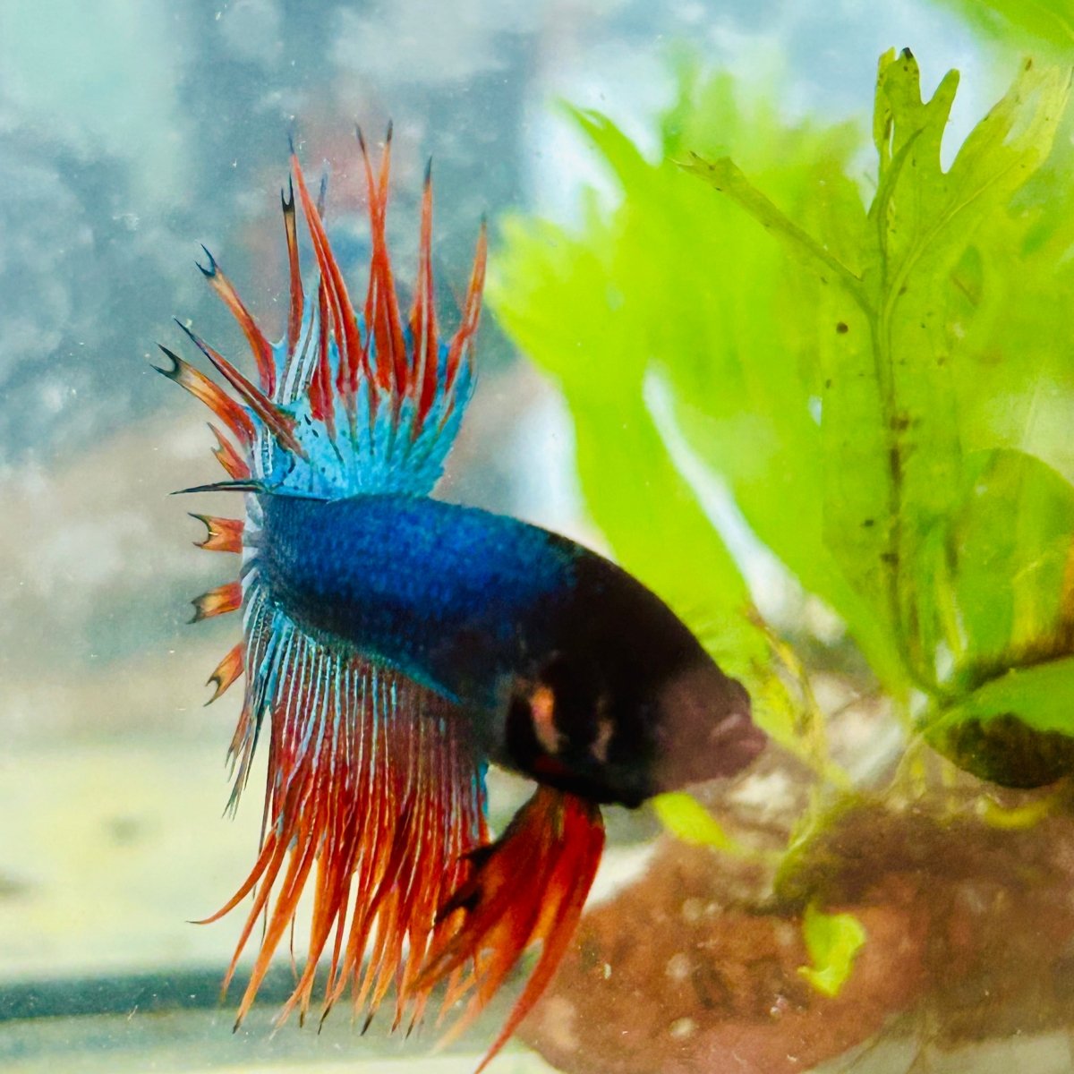 Betta Male Crowntail Blue Mascot 029