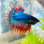 Betta Male Crowntail Blue Mascot 029