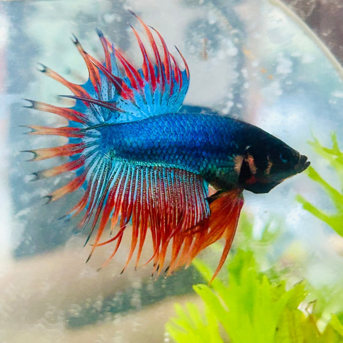 Betta Male Crowntail Blue Mascot 029